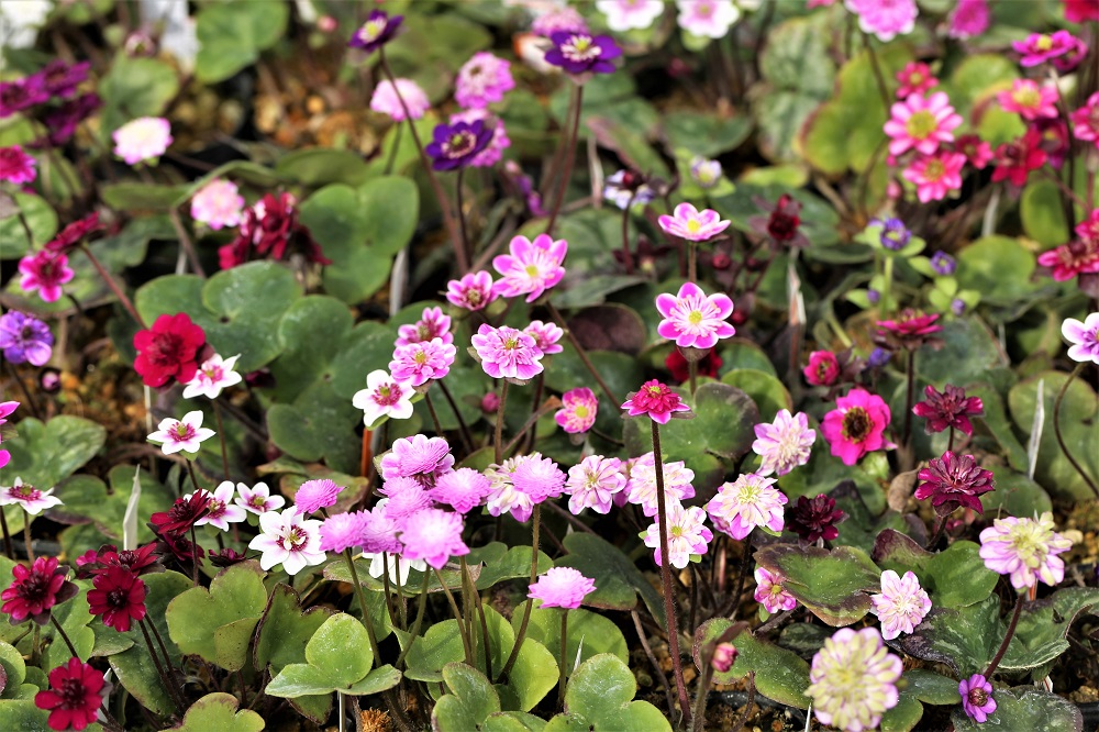 ㈱アルペンガーデンやまくさ | 「やまくさ」は山野草園芸の未来を育
