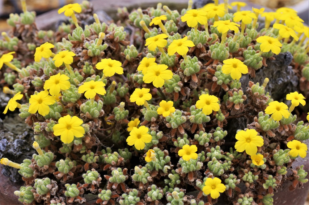 ㈱アルペンガーデンやまくさ | 「やまくさ」は山野草園芸の未来を育